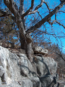 Tree growing on rock ledge